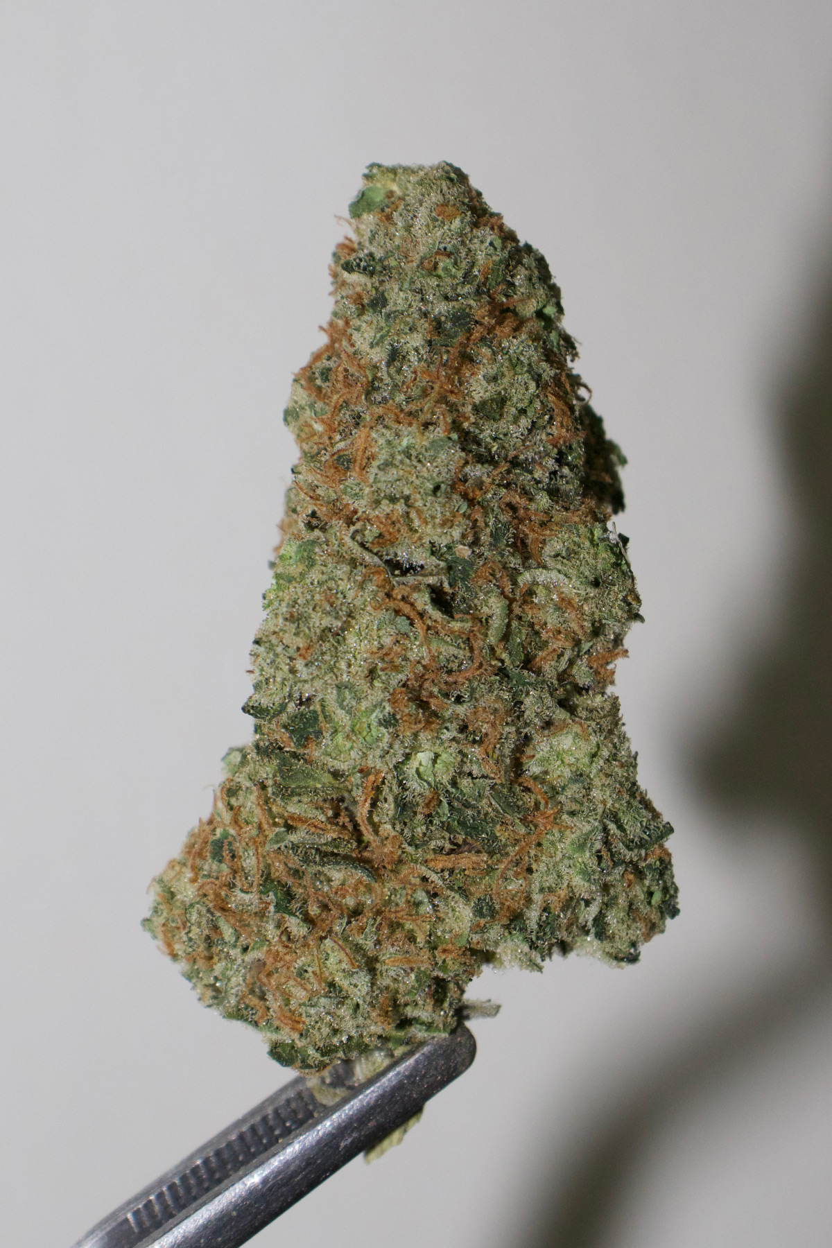 Acapulco Gold 
