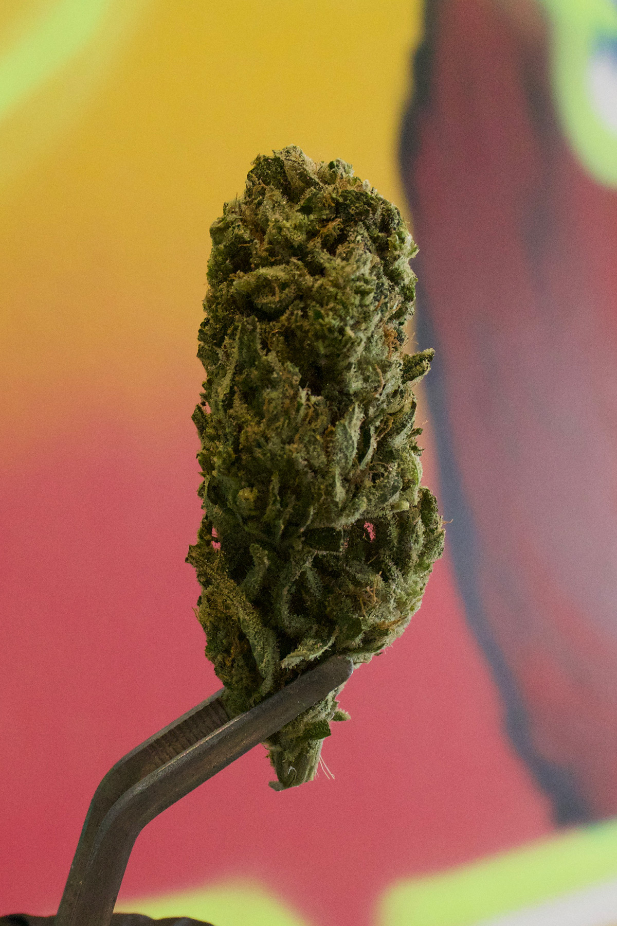 Blue OG